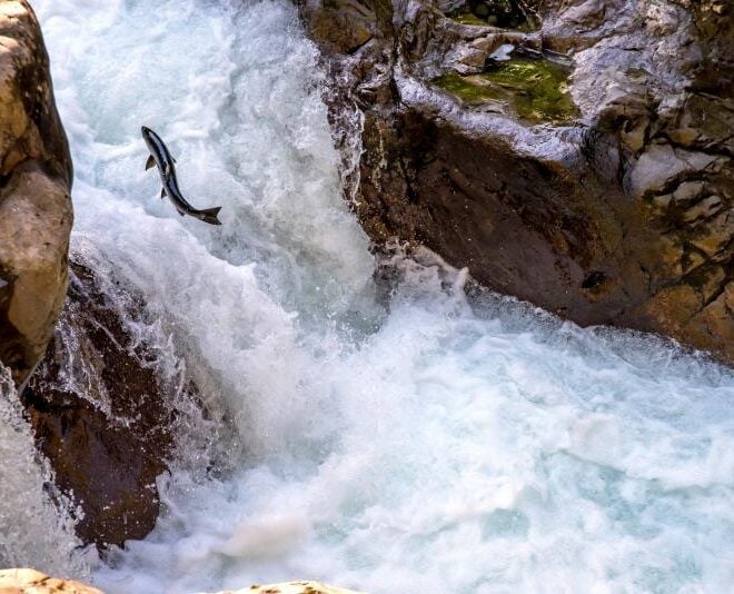 A coho salmon swims up the Sol Duc river on the Olympic Peninsula. Credit: Adobe Stock.