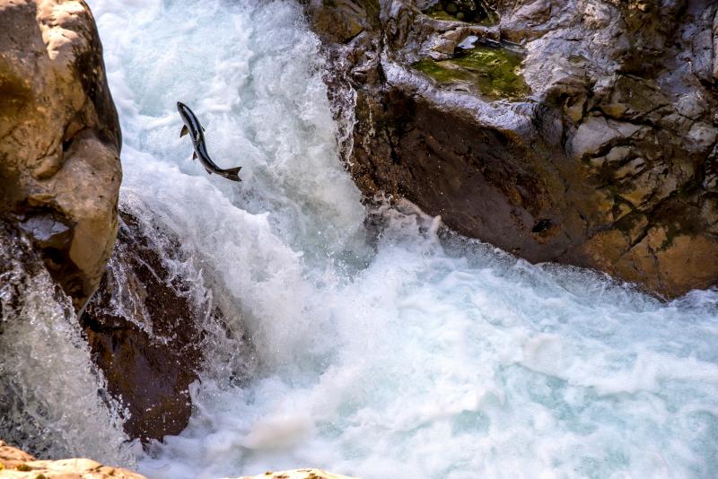 A coho salmon swims up the Sol Duc river on the Olympic Peninsula. Credit: Adobe Stock.
