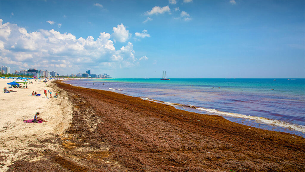 South Beach on Miami Beach was inundated by Sargassum seaweed on June 21, 2018. Credit: Michael Montero/University of Miami
