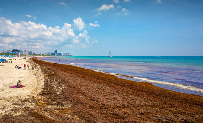 South Beach on Miami Beach was inundated by Sargassum seaweed on June 21, 2018. Credit: Michael Montero/University of Miami