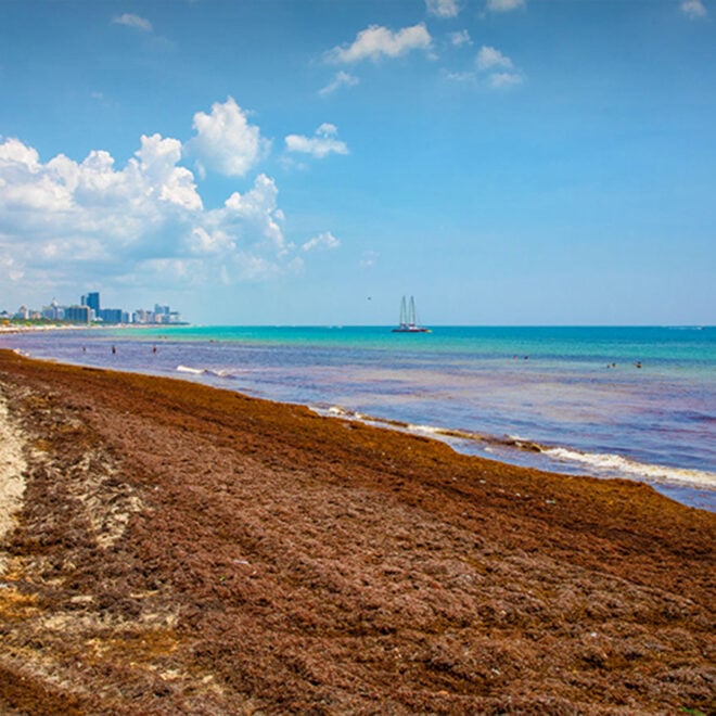 South Beach on Miami Beach was inundated by Sargassum seaweed on June 21, 2018. Credit: Michael Montero/University of Miami