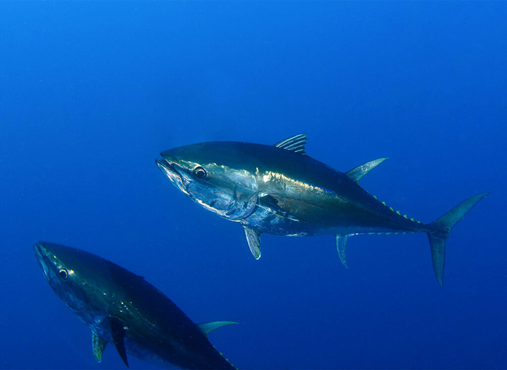 Bluefin Tuna underwater Image Credits: Shutterstock, Shutterstock, Adnan Buyuk