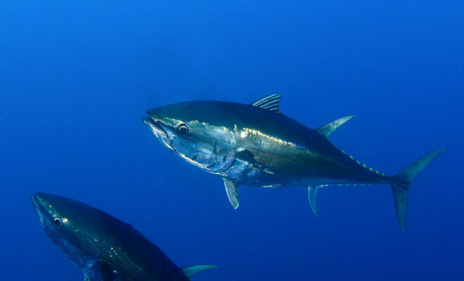 Bluefin Tuna underwater Image Credits: Shutterstock, Shutterstock, Adnan Buyuk