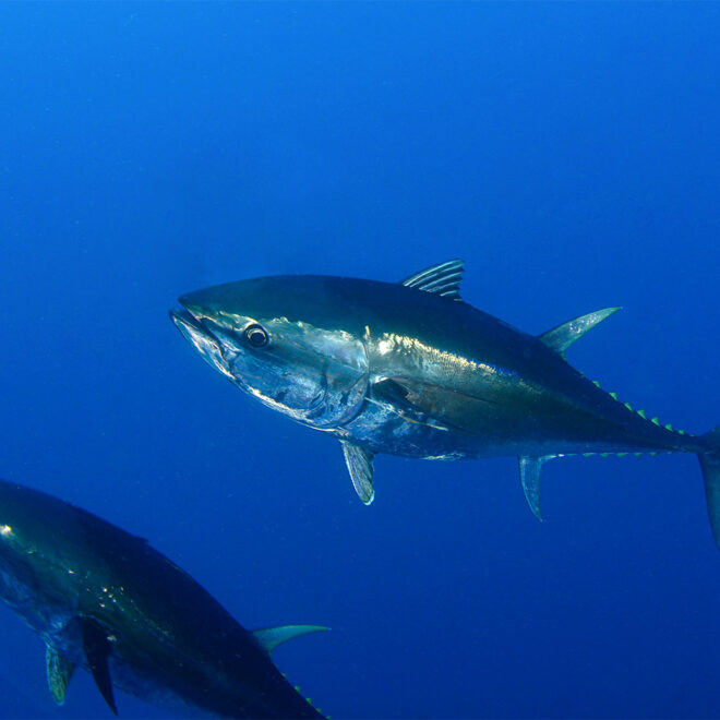 Bluefin Tuna underwater Image Credits: Shutterstock, Shutterstock, Adnan Buyuk