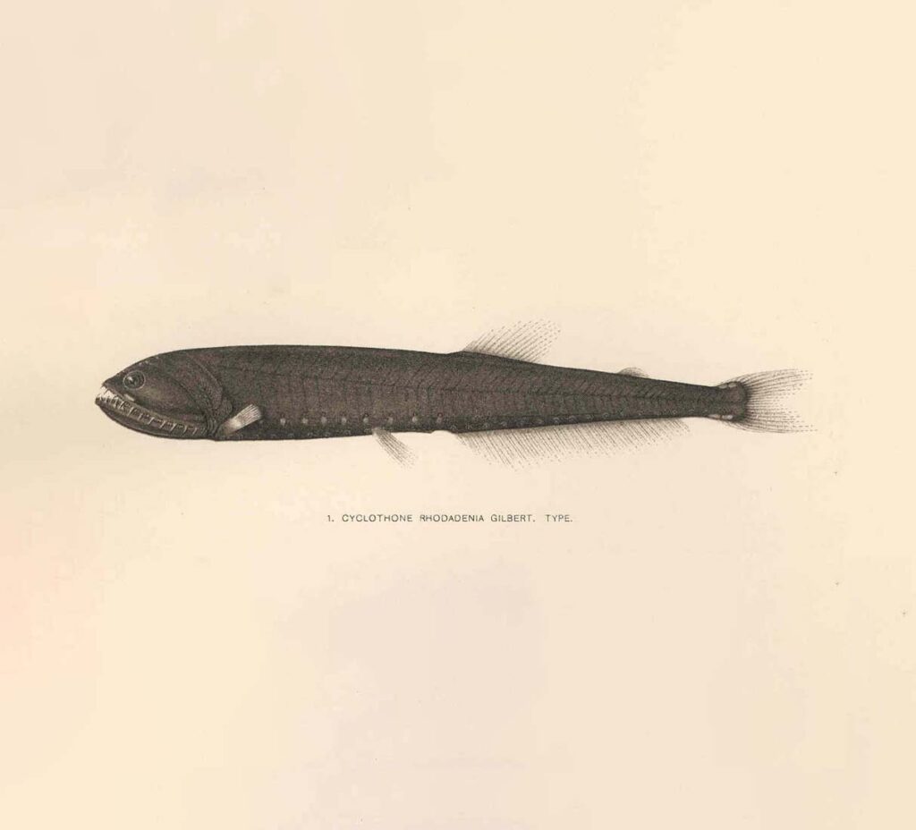 Cyclothone or "Bristlemouth" fish illustration