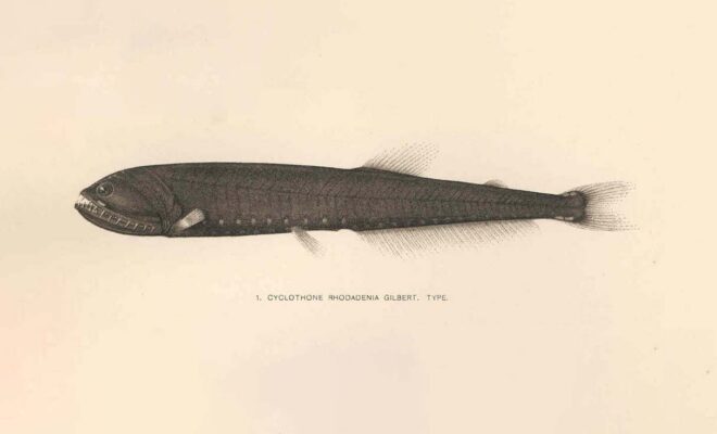 Cyclothone or "Bristlemouth" fish illustration
