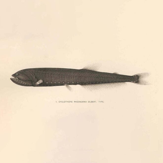Cyclothone or "Bristlemouth" fish illustration