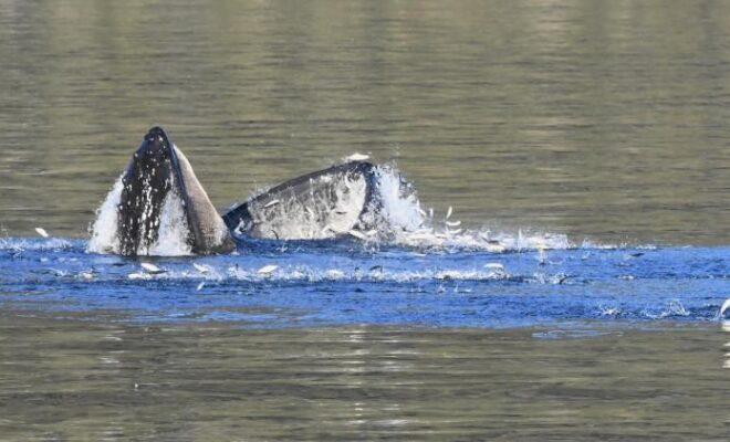 A humpback whale feeds on schooling forage fish in Prince William Sound Alaska. Photo taken under NOAA Fisheries Permit #24378 Credit: NOAA Fisheries/John Moran