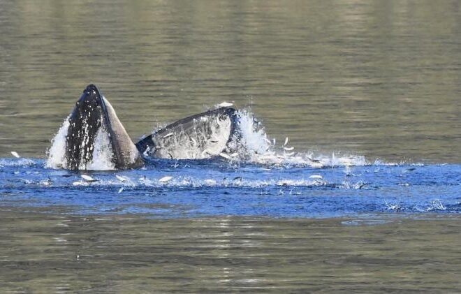 A humpback whale feeds on schooling forage fish in Prince William Sound Alaska. Photo taken under NOAA Fisheries Permit #24378 Credit: NOAA Fisheries/John Moran