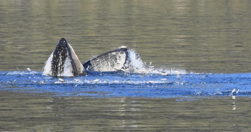 A humpback whale feeds on schooling forage fish in Prince William Sound Alaska. Photo taken under NOAA Fisheries Permit #24378 Credit: NOAA Fisheries/John Moran