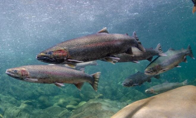 Adult female and male steelhead. Credit: NOAA Fisheries