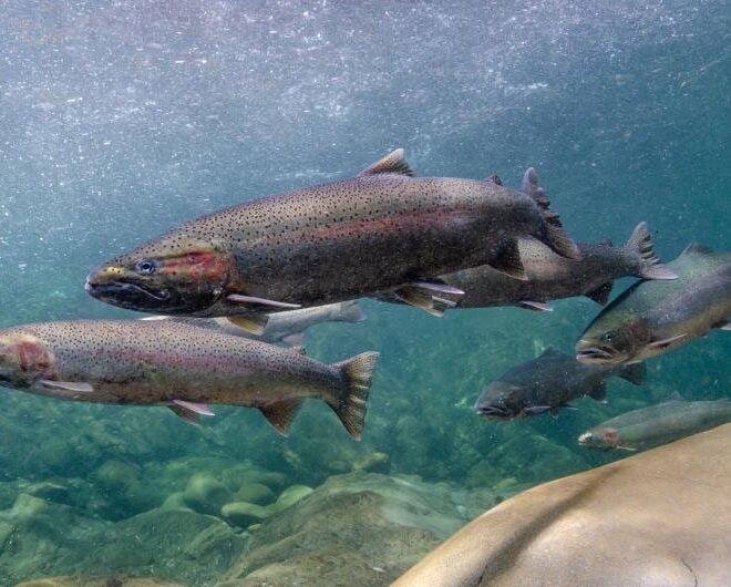 Adult female and male steelhead. Credit: NOAA Fisheries