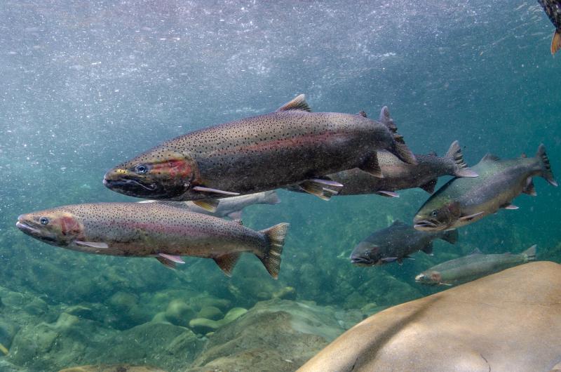 Adult female and male steelhead. Credit: NOAA Fisheries