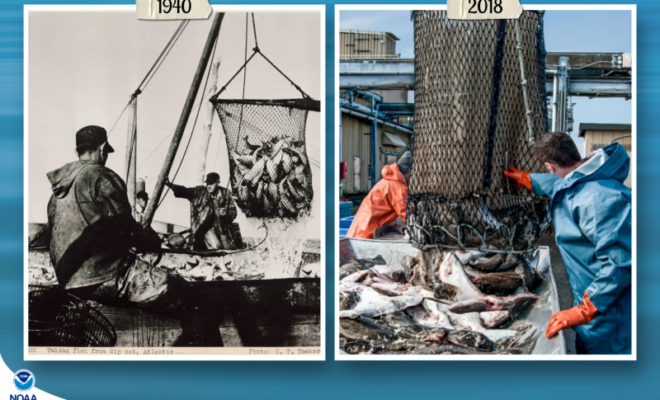 Fishing with dip nets in the 1940s and 2018. Credit: NOAA Fisheries Archives/G.T. Tooker (left); Shutterstock (right)