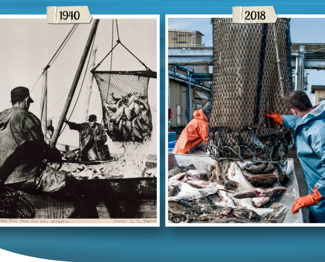 Fishing with dip nets in the 1940s and 2018. Credit: NOAA Fisheries Archives/G.T. Tooker (left); Shutterstock (right)