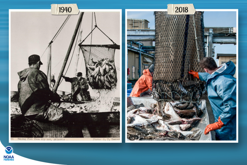 Fishing with dip nets in the 1940s and 2018. Credit: NOAA Fisheries Archives/G.T. Tooker (left); Shutterstock (right)