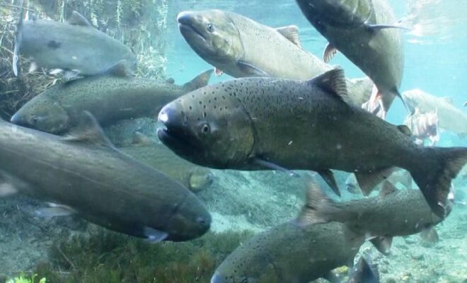 Spring Chinook Salmon. Credit: Michael Humling, U.S. Fish & Wildlife Service
