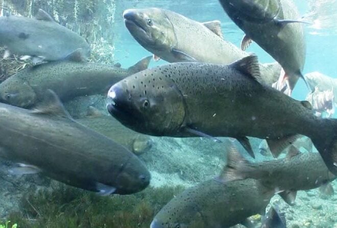 Spring Chinook Salmon. Credit: Michael Humling, U.S. Fish & Wildlife Service