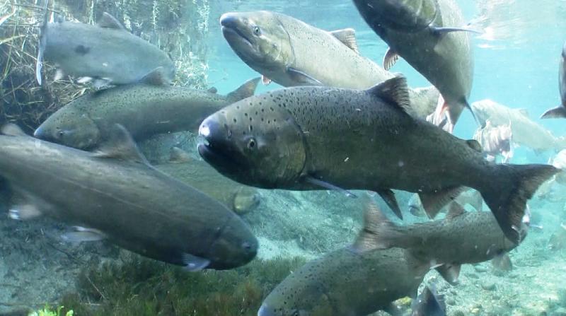 Spring Chinook Salmon. Credit: Michael Humling, U.S. Fish & Wildlife Service