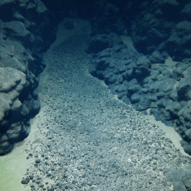 During the 2025 Deep-sea Habitats of the Cook Islands expedition on Exploration Vessel Nautilus the team surveyed various seascapes to better understand seabed environments, and natural and mineral resources in the region. In this image, polymetallic nodules rest on sediment accumulated in a depression between rounded pillows and extended lobate lava flows, which are evidence of ancient volcanoes. (Image credit: Courtesy of Ocean Exploration Trust)