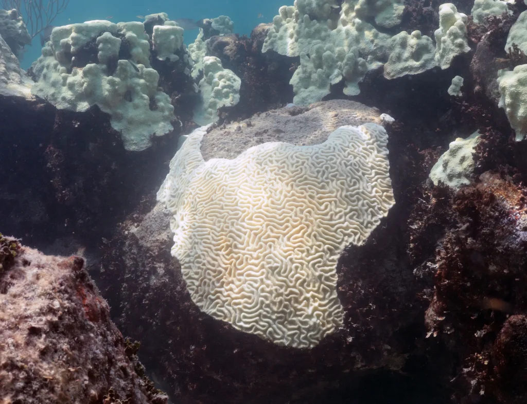Coral bleaching at Cheeca Rocks in the Florida Keys in 2023. [Credit: NOAA]