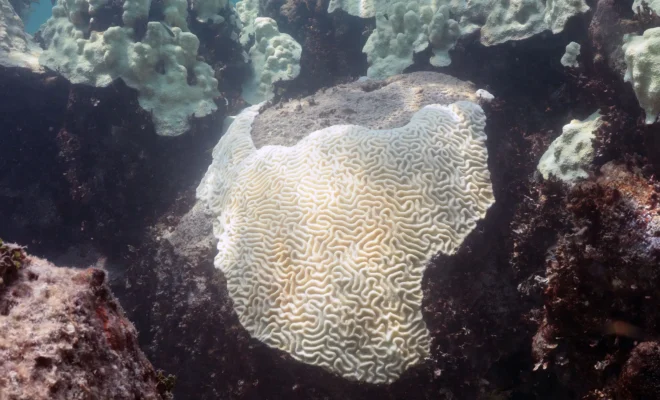 Coral bleaching at Cheeca Rocks in the Florida Keys in 2023. [Credit: NOAA]