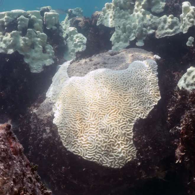 Coral bleaching at Cheeca Rocks in the Florida Keys in 2023. [Credit: NOAA]