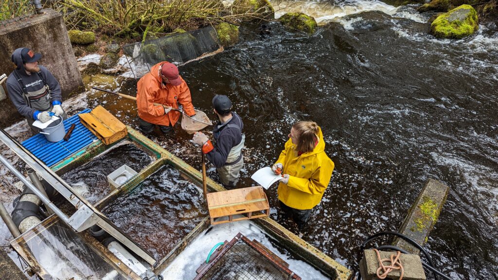 A NOAA Fisheries-led team counts and samples Pacific salmon, trout and Arctic char below the NOAA Fisheries Auke Creek Research Station fish weir in Juneau, Alaska, May 4, 2022.(Image credit: NOAA Fisheries)