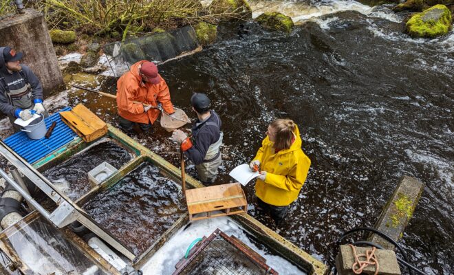 A NOAA Fisheries-led team counts and samples Pacific salmon, trout and Arctic char below the NOAA Fisheries Auke Creek Research Station fish weir in Juneau, Alaska, May 4, 2022.(Image credit: NOAA Fisheries)