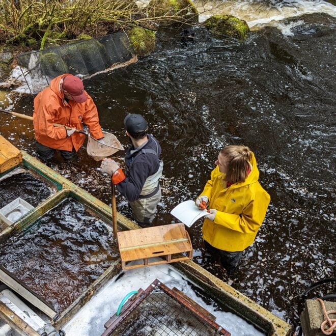 A NOAA Fisheries-led team counts and samples Pacific salmon, trout and Arctic char below the NOAA Fisheries Auke Creek Research Station fish weir in Juneau, Alaska, May 4, 2022.(Image credit: NOAA Fisheries)