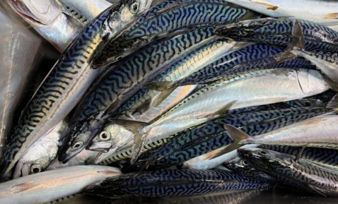 Image Credits: Fisheries.noaa.gov.