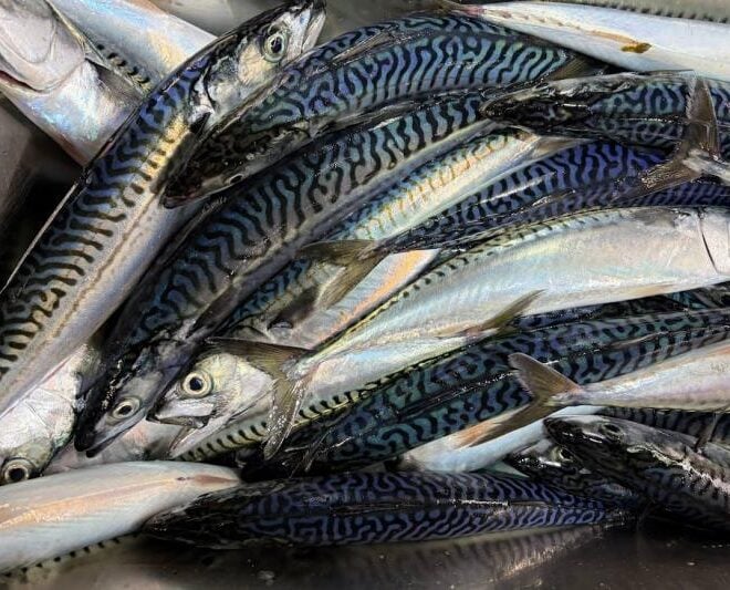 Image Credits: Fisheries.noaa.gov.