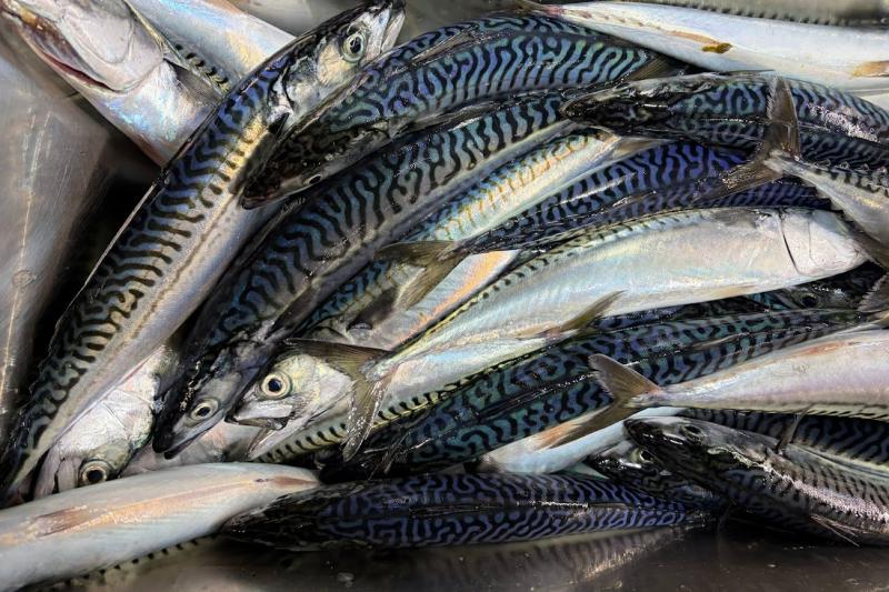 Image Credits: Fisheries.noaa.gov.