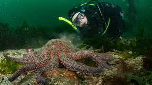 Michael Peñuelas, a Seattle scuba diver, examines a large sunflower sea star in the Edmonds Marine Park in Puget Sound, Washington, in 2021. (Image credit: Courtesy of Zachary Gold)