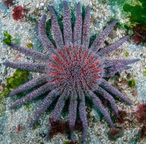 A large purple and orange sunflower sea star living in the Edmonds Marine Park in Puget Sound, Washington state, in 2021. (Image credit: Zachary Gold/NOAA Pacific Marine Environmental Laboratory ) 