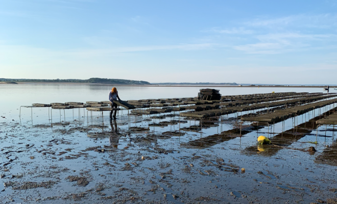 A person tends to oyster beds at an oyster farm in Wellfleet, Massachusetts. (Image credit: NOAA Fisheries)