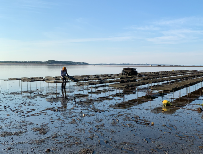 A person tends to oyster beds at an oyster farm in Wellfleet, Massachusetts. (Image credit: NOAA Fisheries)