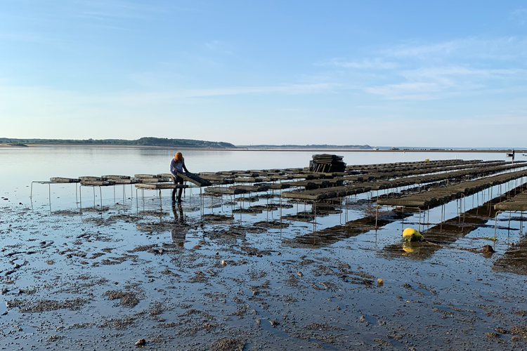 A person tends to oyster beds at an oyster farm in Wellfleet, Massachusetts. (Image credit: NOAA Fisheries)