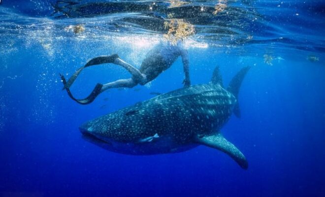 Physician Dr. Larry Spetka swims with his namesake, Larry the whale shark, in the Gulf in May 2025. Credit: BWRI/Jamison Smith