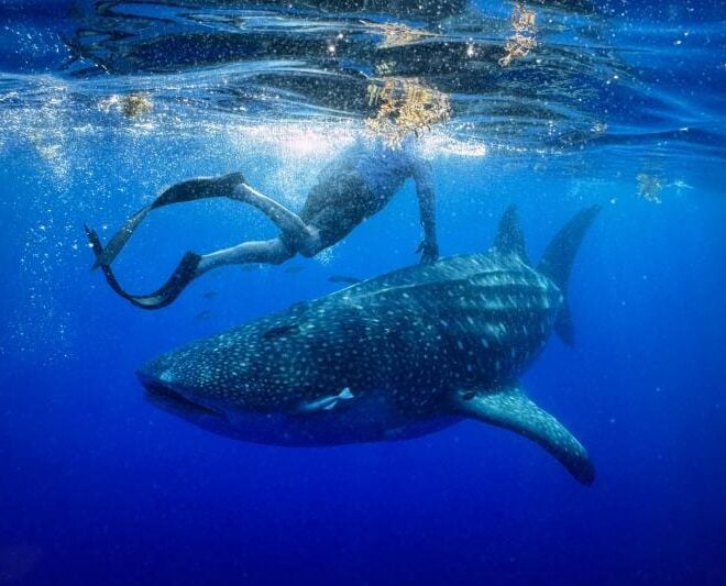 Physician Dr. Larry Spetka swims with his namesake, Larry the whale shark, in the Gulf in May 2025. Credit: BWRI/Jamison Smith