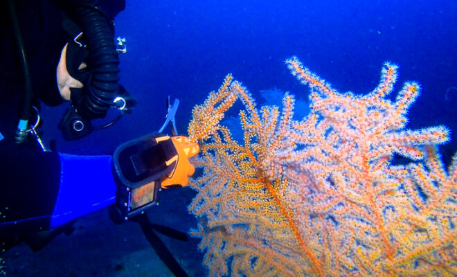 Divers propagating mesophotic coral fragments to start new colonies