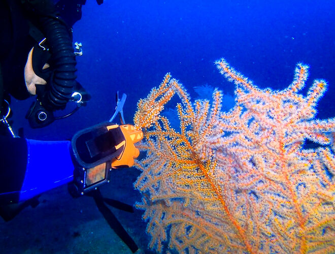 During this 2026 mission, technical divers successfully propagated 16 mesophotic coral fragments in the field to start new colonies to help restore habitats injured by the Deepwater Horizon oil spill. Credit: NOAA/Dave Witting