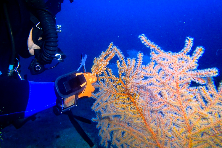 During this 2026 mission, technical divers successfully propagated 16 mesophotic coral fragments in the field to start new colonies to help restore habitats injured by the Deepwater Horizon oil spill. Credit: NOAA/Dave Witting