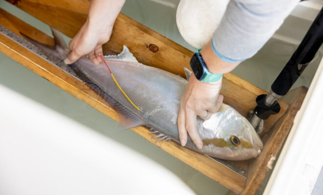 A scientist measures a tagged greater amberjack prior to releasing it. (Photo courtesy of Texas A&M University-Corpus Christi)