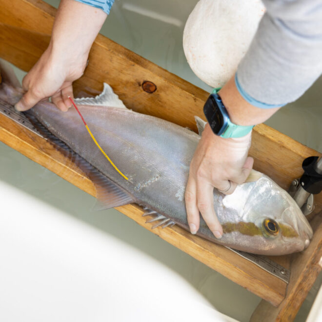 A scientist measures a tagged greater amberjack prior to releasing it. (Photo courtesy of Texas A&M University-Corpus Christi)