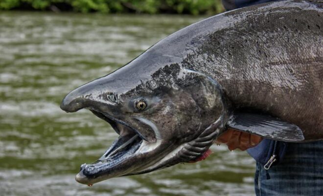 A recreational fisherman holds a Chinook salmon in the Canadian Yukon. Credit: Adobe Stock