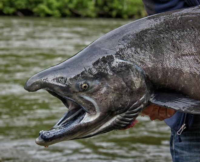 A recreational fisherman holds a Chinook salmon in the Canadian Yukon. Credit: Adobe Stock