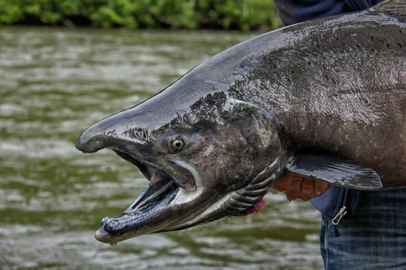 A recreational fisherman holds a Chinook salmon in the Canadian Yukon. Credit: Adobe Stock