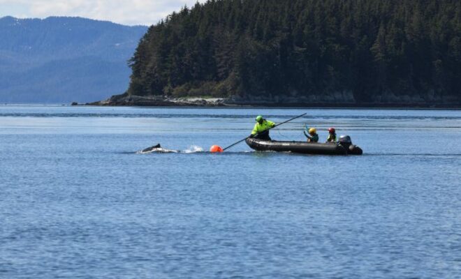 The NOAA Fisheries response team uses poles with specialized knives to cut entangling lines. Credit: Alaska Department of Fish and Game/Jamie Musbach (NOAA Fisheries Permit # 24359)