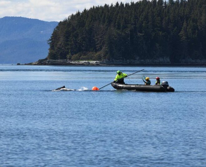 The NOAA Fisheries response team uses poles with specialized knives to cut entangling lines. Credit: Alaska Department of Fish and Game/Jamie Musbach (NOAA Fisheries Permit # 24359)